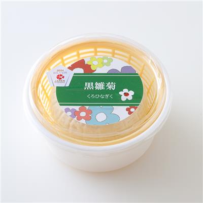 『イルフィオレット』の<br> 黒雛菊