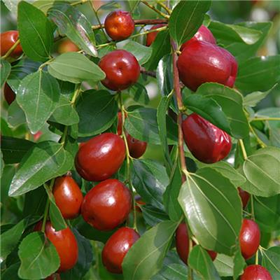 『JUJUBE』の<br>赤いなつめ　20g×8袋セット